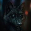 alex wolf